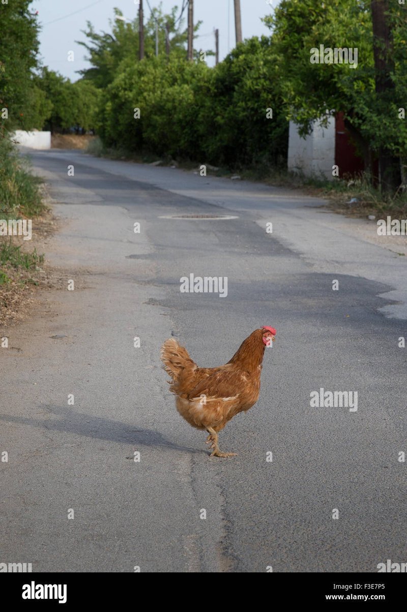Image: Descubre el Exclusivo Casino en Línea Chicken Road en España