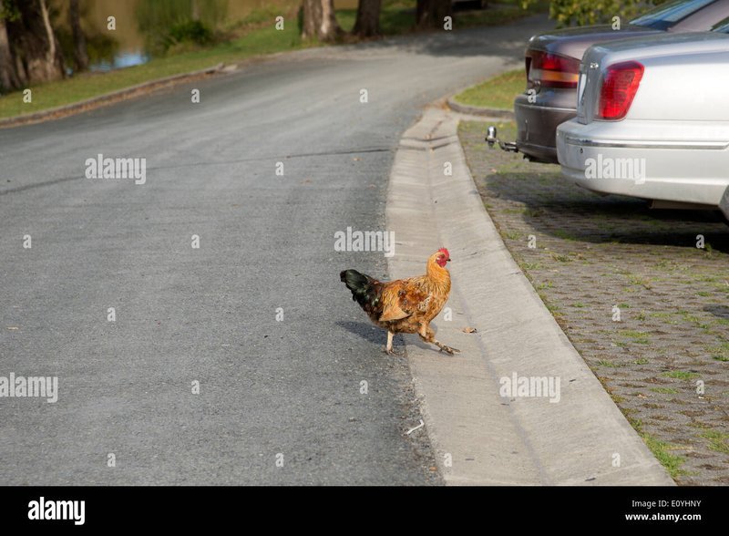 Best chicken road online in Netherlands